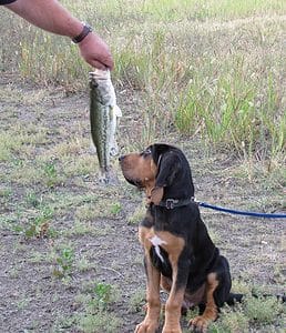 Dog smelling fish
