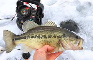 Ice Fishing Largemouth bass