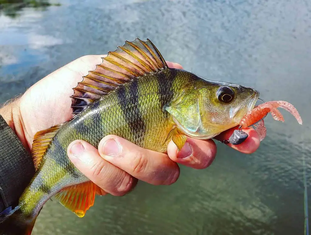 Perch with Lure